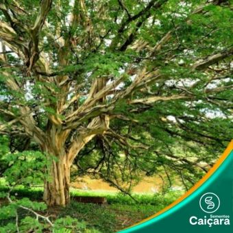 Vinhático de Espinho