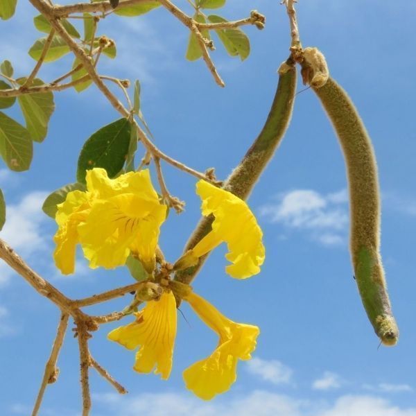 Ipê Amarelo Cascudo - Sementes Caiçara