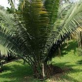 Palmeira Jarina