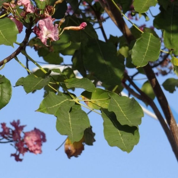 Ipê Rosa Balsamo - Sementes Caiçara