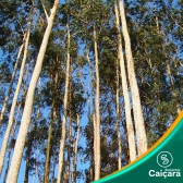 Eucalipto Camaldulensis