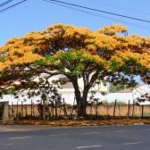 Flamboyant Amarelo
