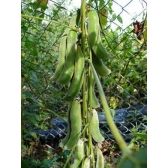 Mucuna Preta