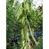 Mucuna Preta