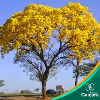 Ipê Amarelo