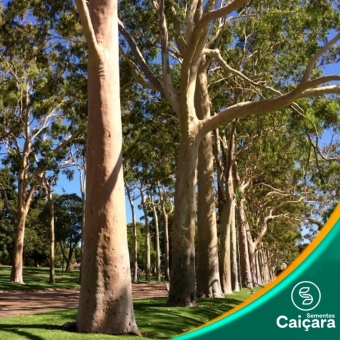 Eucalipto Citriodora