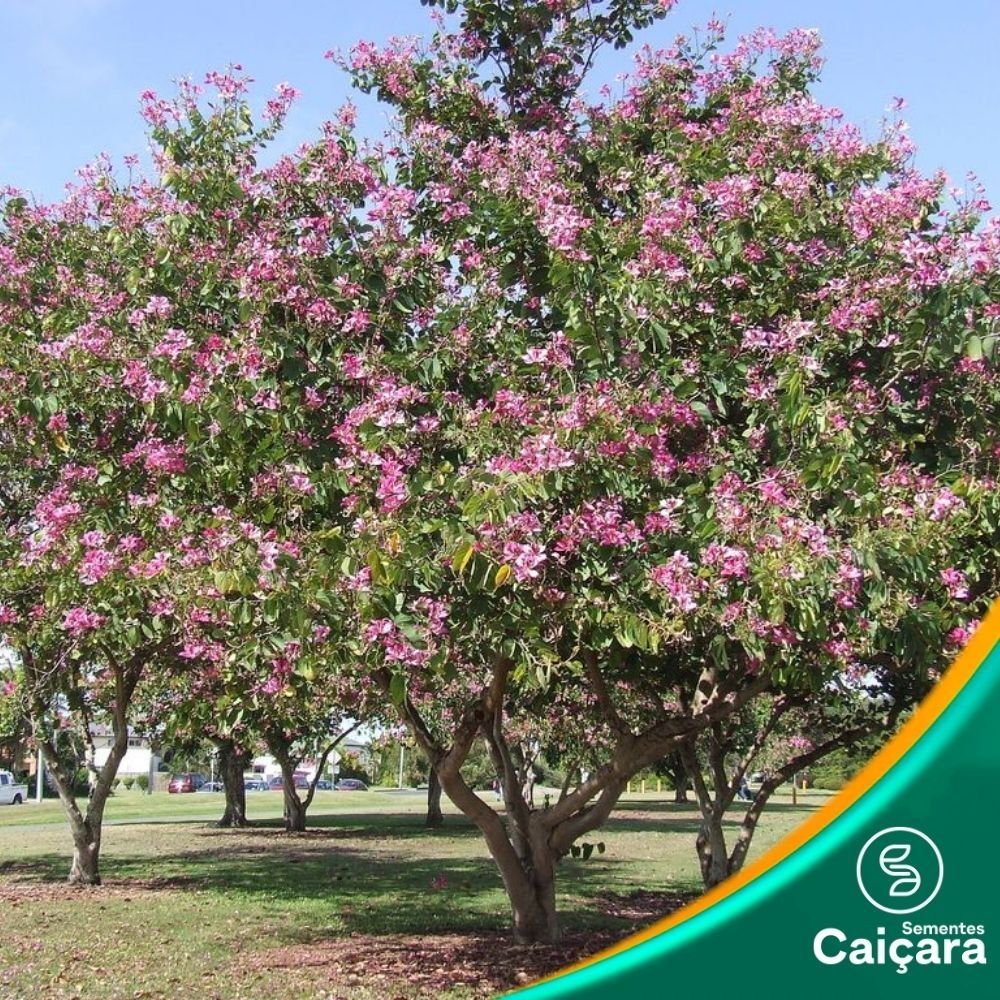 Unha de Vaca Roxa