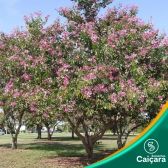 Unha de Vaca Roxa