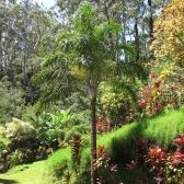 Areca de Locuba