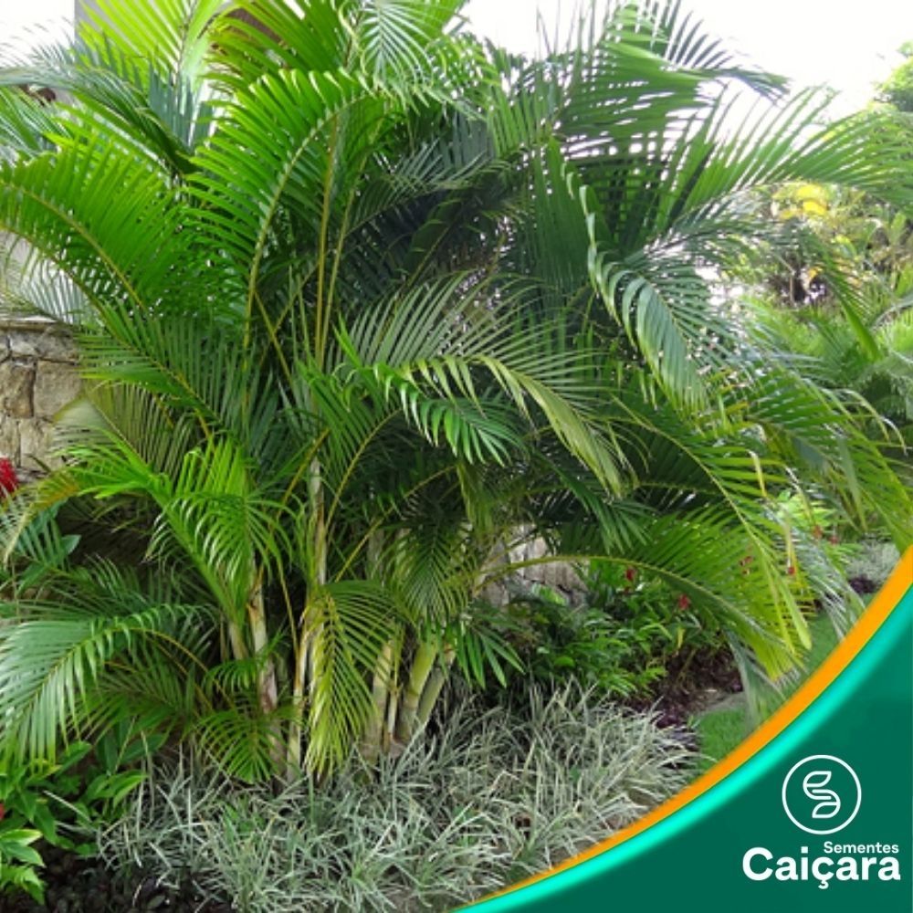 Areca-Bambu