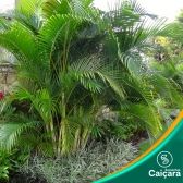 Areca-Bambu