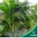 Areca-Bambu