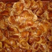 Tingui do Cerrado