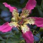 Paineira Rosa