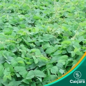 Mucuna Preta