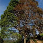 Jacarandá Bico de Pato