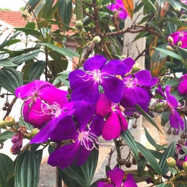 Quaresmeira Roxa