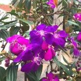 Quaresmeira Roxa