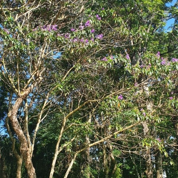 Quaresmeira Roxa