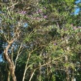 Quaresmeira Roxa
