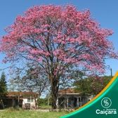 Ipê Roxo
