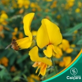 Crotalária Juncea