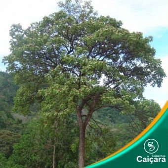 Ipê Verde