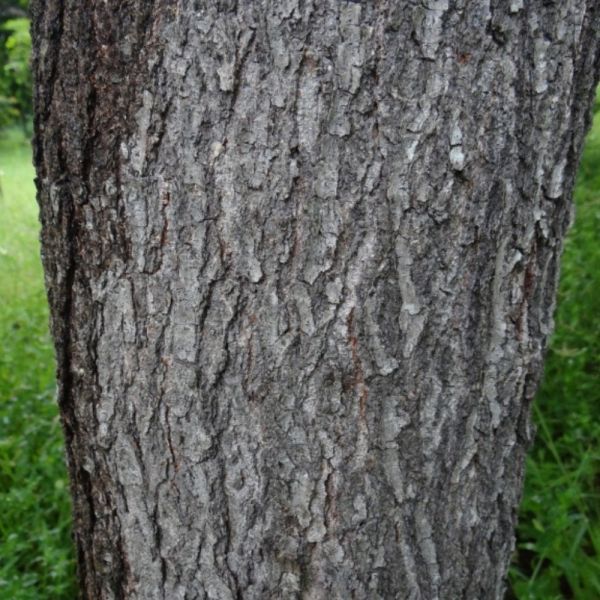 Canafístula