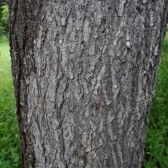 Canafístula