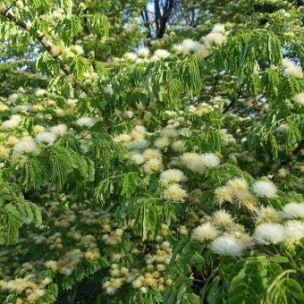 Vinhático de Espinho