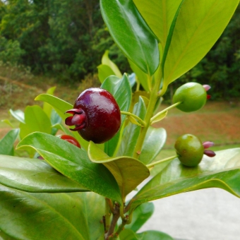Grumixama – Eugenia
