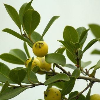 Araçá-Amarelo