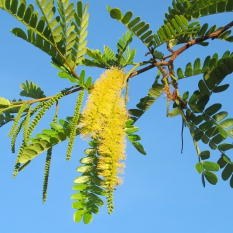 Angico-de-Bezerro