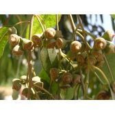 Eucalipto Camaldulensis