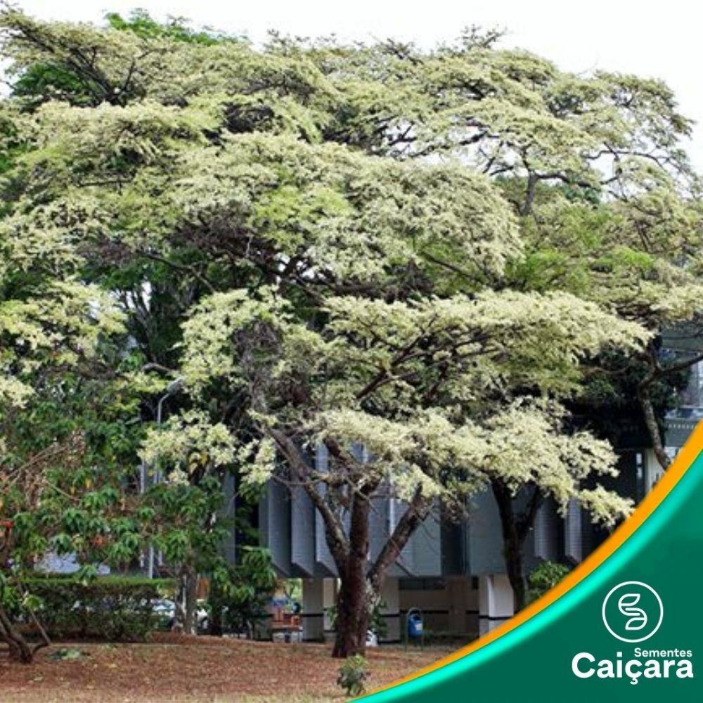 Jacarandá da Bahia