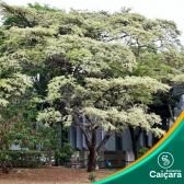 Jacarandá da Bahia