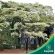 Jacarandá da Bahia