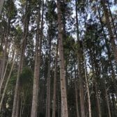 Pinus Elliotti