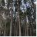 Pinus Elliotti