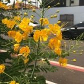 Flamboyant Amarelo