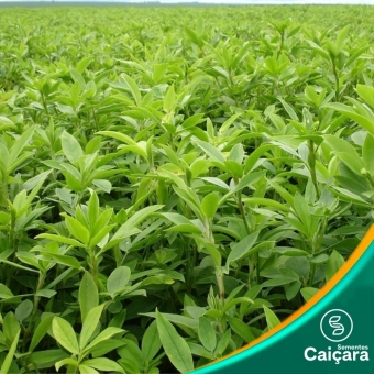 Estilosante Campo Grande