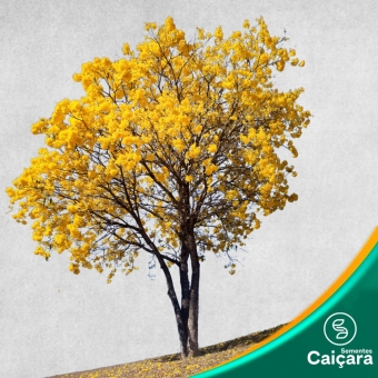 Ipê Amarelo Tabaco