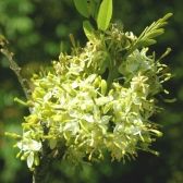 Garapa