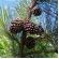 Pinus Elliotti
