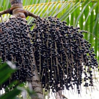 Açai
