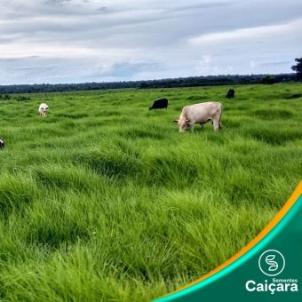 P. Maximum cv. Massai