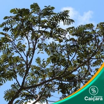 Mamica de Porca-Tembetari