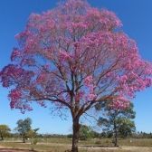 Ipê Roxo de Sete Folhas