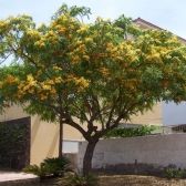 Tipuana