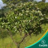 Pau de Leite do Cerrado